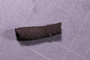 UC 17495 fossil