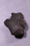 UC 39713 fossil