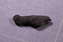 UC 39717 fossil