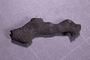 UC 39719 fossil
