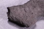 UC 39719 fossil2