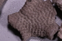 UC 39721 fossil2