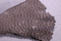 UC 39721 fossil3