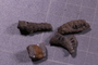 UC 45209 fossil
