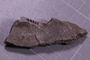 UC 45211 fossil2