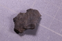 UC 45221 fossil
