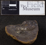 PP 41658 [HS, M] Plantae, Moscovian / Desmoinesian, Francis Creek Shale Member, United States of America, Illinois, Will