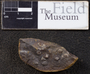 PP 41658 [HS, M] Plantae, Moscovian / Desmoinesian, Francis Creek Shale Member, United States of America, Illinois, Will