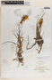 Bulbinella nutans (Thunb.) T. Durand & Schinz subsp. nutans, South Africa, C. F. Ecklon, F