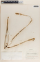 Bulbinella triquetra (L.f.) Kunth, South Africa, J. L. Sidey 1890, F