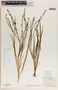 Caesia parviflora var. vittata (R. Br.) R. J. F. Hend., Australia, Ferd. Mueller, F
