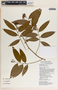 Geitonoplesium cymosum (R. Br.) A. Cunn. & Hook., Papua New Guinea, W. Takeuchi 4515, F