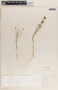 Tricoryne simplex R. Br., Australia, Prof. Kaspiew 1378, F