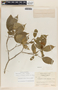Stemmadenia allenii image