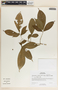 Stemmadenia donnell-smithii (Rose) Woodson, Belize, S. W. Brewer 597, F