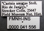 Feschaeria amycus meditrina labels 2