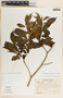 Stemmadenia grandiflora (Jacq.) Miers, Panama, M. D. Corrêa 446, F