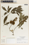 Stemmadenia grandiflora image