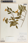 Stemmadenia grandiflora (Jacq.) Miers, Panama, N. Garwood 820, F