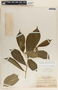 Stemmadenia grandiflora (Jacq.) Miers, Panama, G. Proctor Cooper 643, F