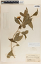 Stemmadenia grandiflora (Jacq.) Miers, Panama, R. H. Woodworth 506, F