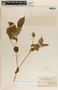 Stemmadenia grandiflora (Jacq.) Miers, Panama, L. H. Bailey 341, F