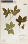 Stemmadenia grandiflora (Jacq.) Miers, Panama, J. E. Ebinger 275, F