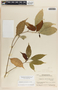 Stemmadenia macrophylla Greenm., Nicaragua, P. C. Standley 19211, F