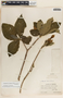 Stemmadenia obovata K. Schum., Mexico, C. A. Purpus 14144, F