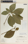Stemmadenia obovata K. Schum., Mexico, S. H. Sohmer 9394, F