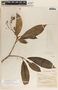 Tabernaemontana alba Mill., Belize, J. B. Kinloch 31, F