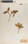 Tabernaemontana amygdalifolia Jacq., Mexico, A. C. V. Schott 432, F