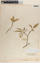 Tabernaemontana amygdalifolia Jacq., Mexico, C. F. Millspaugh 1493, F