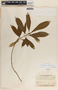 Tabernaemontana amygdalifolia Jacq., Mexico, W. C. Leavenworth 1340, F