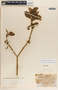 Tabernaemontana amygdalifolia Jacq., Mexico, M. C. Carlson 1505, F