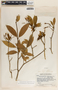 Tabernaemontana amygdalifolia Jacq., Guatemala, J. A. Steyermark 43858, F
