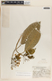 Tabernaemontana amygdalifolia Jacq., Guatemala, J. A. Steyermark 38715, F
