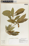 Tabernaemontana amygdalifolia Jacq., El Salvador, R. Villacorta 1502, F