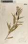 Asclepias curassavica L., Mexico, L. H. Bailey 926, F