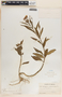 Asclepias curassavica L., Mexico, C. R. Orcutt 2873, F
