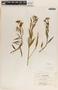 Asclepias curassavica L., Mexico, G. L. Fisher 35269, F