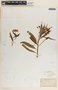 Asclepias curassavica L., Mexico, W. G. Wright 1347=1278, F
