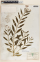 Asclepias curassavica L., Mexico, G. F. Gaumer 556, F