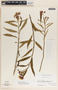 Asclepias curassavica L., Mexico, D. E. Breedlove 12766, F