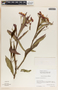 Asclepias curassavica L., Mexico, D. E. Breedlove 10530, F
