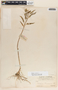Asclepias curassavica L., Mexico, C. F. Millspaugh 1691, F
