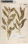 Asclepias curassavica L., Mexico, C. F. Millspaugh 1495, F