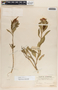 Asclepias curassavica L., Mexico, C. F. Millspaugh 1516, F