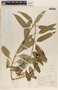 Asclepias curassavica L., Mexico, P. Goldsmith 4, F