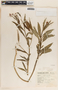 Asclepias curassavica L., Mexico, G. B. Hinton 5657, F